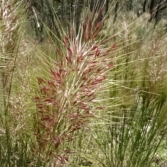 Austrostipa densiflora (Foxtail Speargrass) at Bruce Ridge - 23 Nov 2022 by AndyRussell