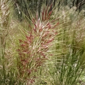 Austrostipa densiflora at O'Connor, ACT - 23 Nov 2022 11:52 AM