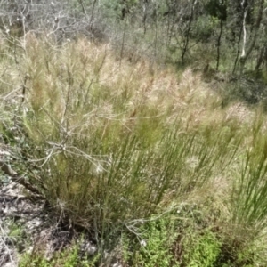 Austrostipa densiflora at O'Connor, ACT - 23 Nov 2022 11:52 AM