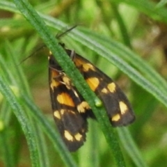 Asura lydia (Lydia Lichen Moth) at Black Mountain - 26 Nov 2022 by JohnBundock