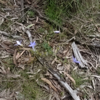 Wahlenbergia stricta subsp. stricta (Tall Bluebell) at Bruce Ridge - 22 Nov 2022 by AndyRussell