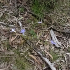 Wahlenbergia stricta subsp. stricta (Tall Bluebell) at O'Connor, ACT - 22 Nov 2022 by AndyRussell