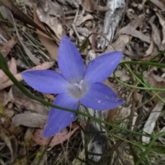 Wahlenbergia stricta subsp. stricta at O'Connor, ACT - 23 Nov 2022