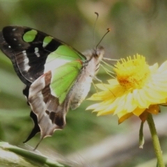 Graphium macleayanum (Macleay's Swallowtail) at ANBG - 26 Nov 2022 by JohnBundock