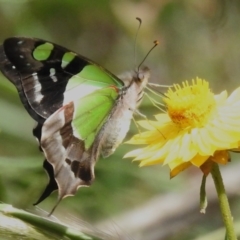 Graphium macleayanum (Macleay's Swallowtail) at Acton, ACT - 26 Nov 2022 by JohnBundock