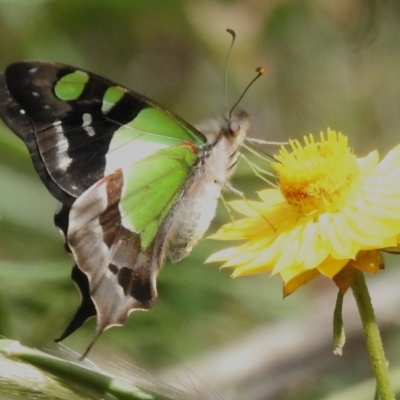 Graphium macleayanum (Macleay's Swallowtail) at Acton, ACT - 26 Nov 2022 by JohnBundock