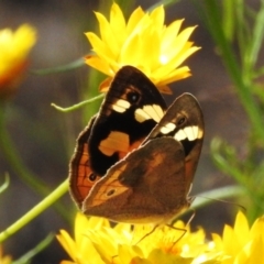 Heteronympha merope (Common Brown Butterfly) at Acton, ACT - 26 Nov 2022 by JohnBundock
