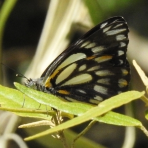 Belenois java at Acton, ACT - 26 Nov 2022