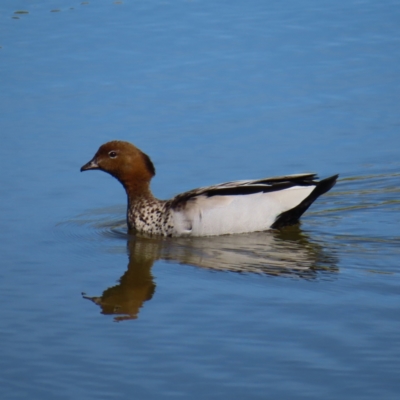 Chenonetta jubata (Australian Wood Duck) at Molonglo Valley, ACT - 25 Nov 2022 by MatthewFrawley