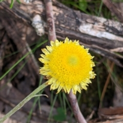 Coronidium scorpioides (Button Everlasting) at Carabost, NSW - 24 Nov 2022 by Darcy