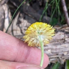 Coronidium scorpioides at Carabost, NSW - 25 Nov 2022