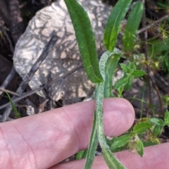 Coronidium scorpioides at Carabost, NSW - 25 Nov 2022