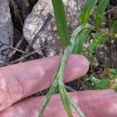 Coronidium scorpioides at Carabost, NSW - 25 Nov 2022