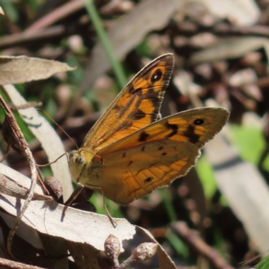 Heteronympha merope at Hawker, ACT - 26 Nov 2022 09:44 AM