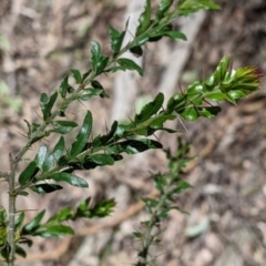 Acacia paradoxa (Kangaroo Thorn) at Rosewood, NSW - 25 Nov 2022 by Darcy