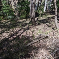 Acacia paradoxa at Rosewood, NSW - suppressed