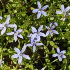 Isotoma fluviatilis subsp. australis (Swamp Isotome) at Coppabella, NSW - 25 Nov 2022 by Darcy