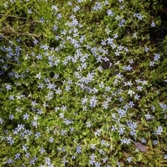 Isotoma fluviatilis subsp. australis at Coppabella, NSW - suppressed