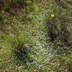 Isotoma fluviatilis subsp. australis at Coppabella, NSW - 25 Nov 2022