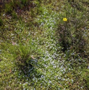 Isotoma fluviatilis subsp. australis at Coppabella, NSW - suppressed