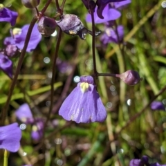 Utricularia dichotoma (Fairy Aprons, Purple Bladderwort) at suppressed - 25 Nov 2022 by Darcy