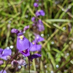 Utricularia dichotoma at Coppabella, NSW - 25 Nov 2022