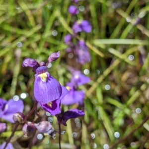 Utricularia dichotoma at Coppabella, NSW - 25 Nov 2022