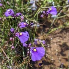 Utricularia dichotoma at Coppabella, NSW - suppressed