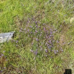 Utricularia dichotoma at Coppabella, NSW - suppressed