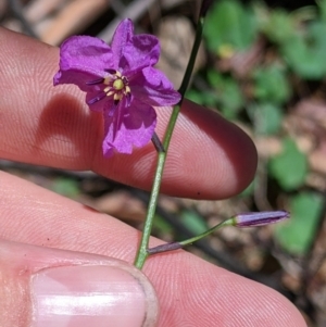 Arthropodium strictum at Coppabella, NSW - 25 Nov 2022