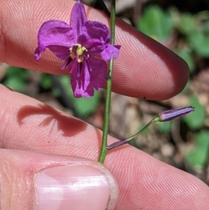 Arthropodium strictum at Coppabella, NSW - suppressed