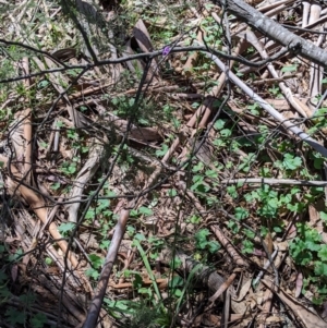 Arthropodium strictum at Coppabella, NSW - suppressed