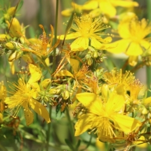 Hypericum perforatum at Fyshwick, ACT - 25 Nov 2022