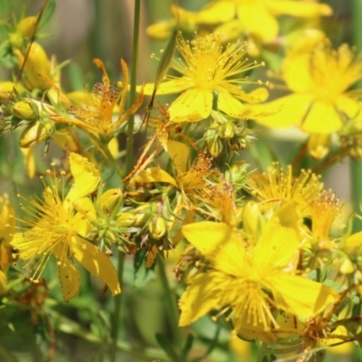 Hypericum perforatum (St John's Wort) at Fyshwick, ACT - 25 Nov 2022 by RodDeb