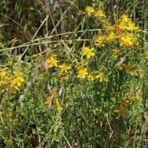 Hypericum perforatum at Fyshwick, ACT - 25 Nov 2022