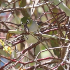 Zosterops lateralis (Silvereye) at Fyshwick, ACT - 25 Nov 2022 by RodDeb