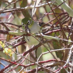 Zosterops lateralis at Fyshwick, ACT - 25 Nov 2022