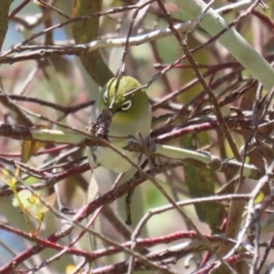 Zosterops lateralis at Fyshwick, ACT - 25 Nov 2022