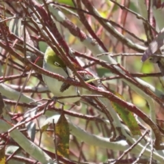 Zosterops lateralis at Fyshwick, ACT - 25 Nov 2022