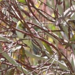 Zosterops lateralis at Fyshwick, ACT - 25 Nov 2022