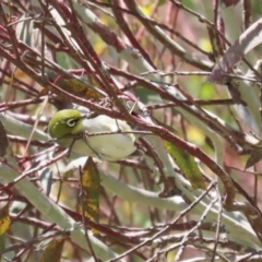 Zosterops lateralis at Fyshwick, ACT - 25 Nov 2022 12:02 PM