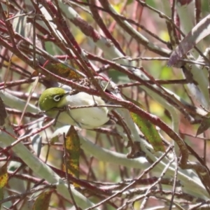 Zosterops lateralis at Fyshwick, ACT - 25 Nov 2022 12:02 PM