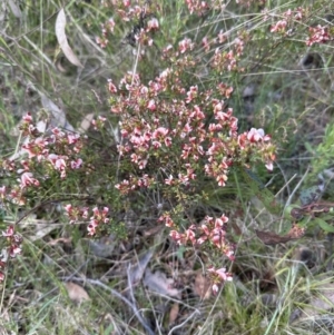 Pultenaea procumbens at Cook, ACT - 26 Nov 2022