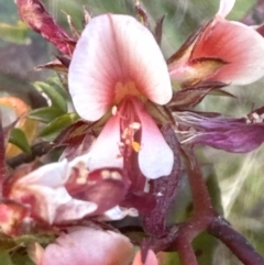 Pultenaea procumbens at Cook, ACT - 26 Nov 2022