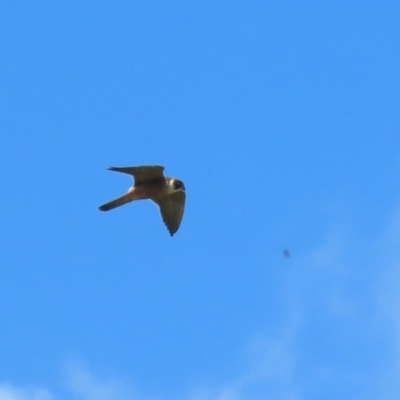 Falco longipennis (Australian Hobby) at Jerrabomberra Wetlands - 25 Nov 2022 by RodDeb