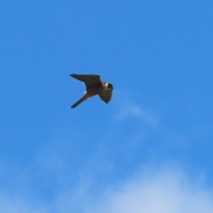 Falco longipennis at Fyshwick, ACT - 25 Nov 2022