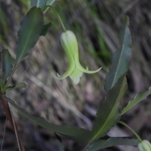 Billardiera mutabilis at Cotter River, ACT - 25 Nov 2022 01:04 PM