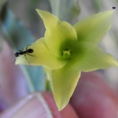 Billardiera mutabilis at Cotter River, ACT - 25 Nov 2022