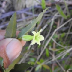 Billardiera mutabilis at Cotter River, ACT - 25 Nov 2022