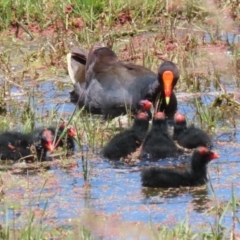 Gallinula tenebrosa (Dusky Moorhen) at Jerrabomberra Wetlands - 25 Nov 2022 by RodDeb